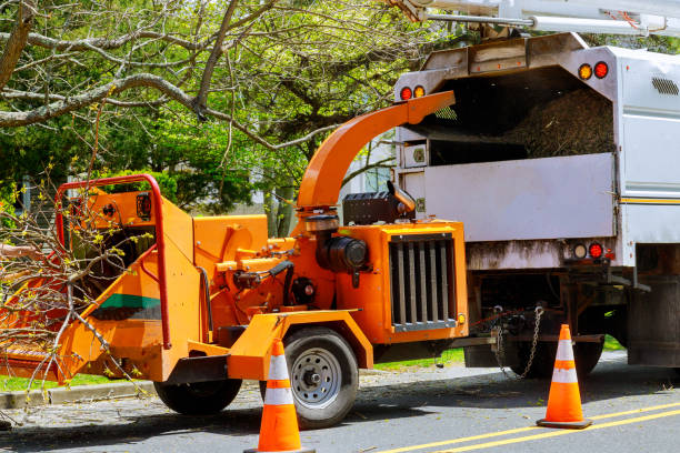 Best Tree Health Inspection  in Ben Lomond, CA